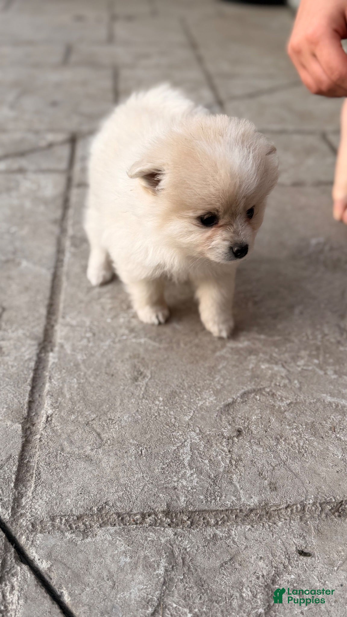 Pomeranian dogs Pomeranian 3 - Ad 2