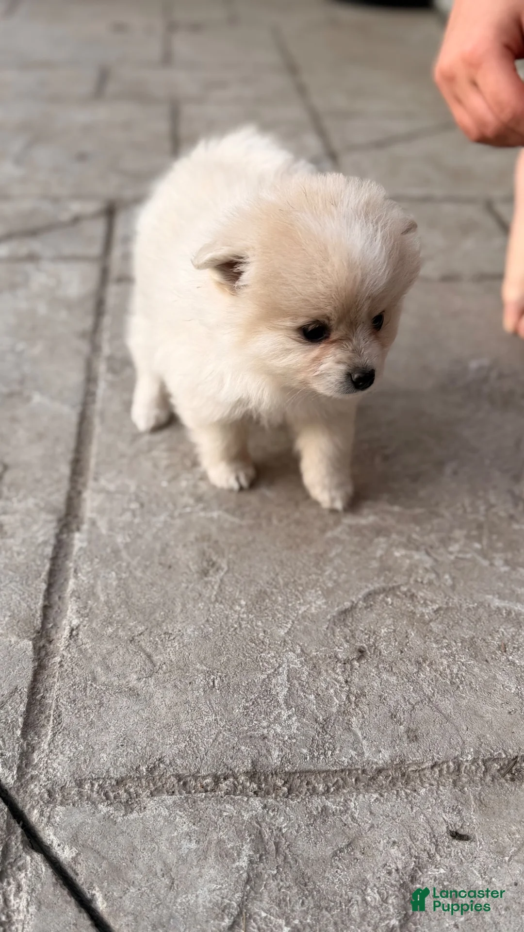 Pomeranian dogs for sale: Pomeranian 3 - Ad 2