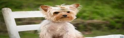 Yorkshire Terrier dogs for sale: Damon Yorkshire Terrier  - Ad 6