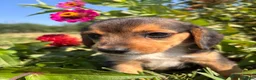 Beagle dogs for sale: Duke - Ad 9