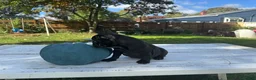 French Bulldog dogs for sale: Crowe - Ad 6