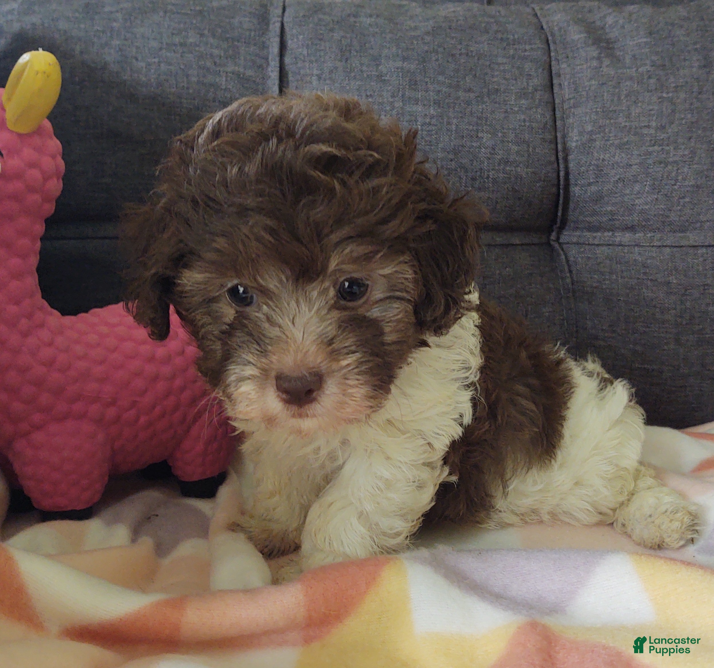 Maltipoo dogs Lilybird - Ad 2