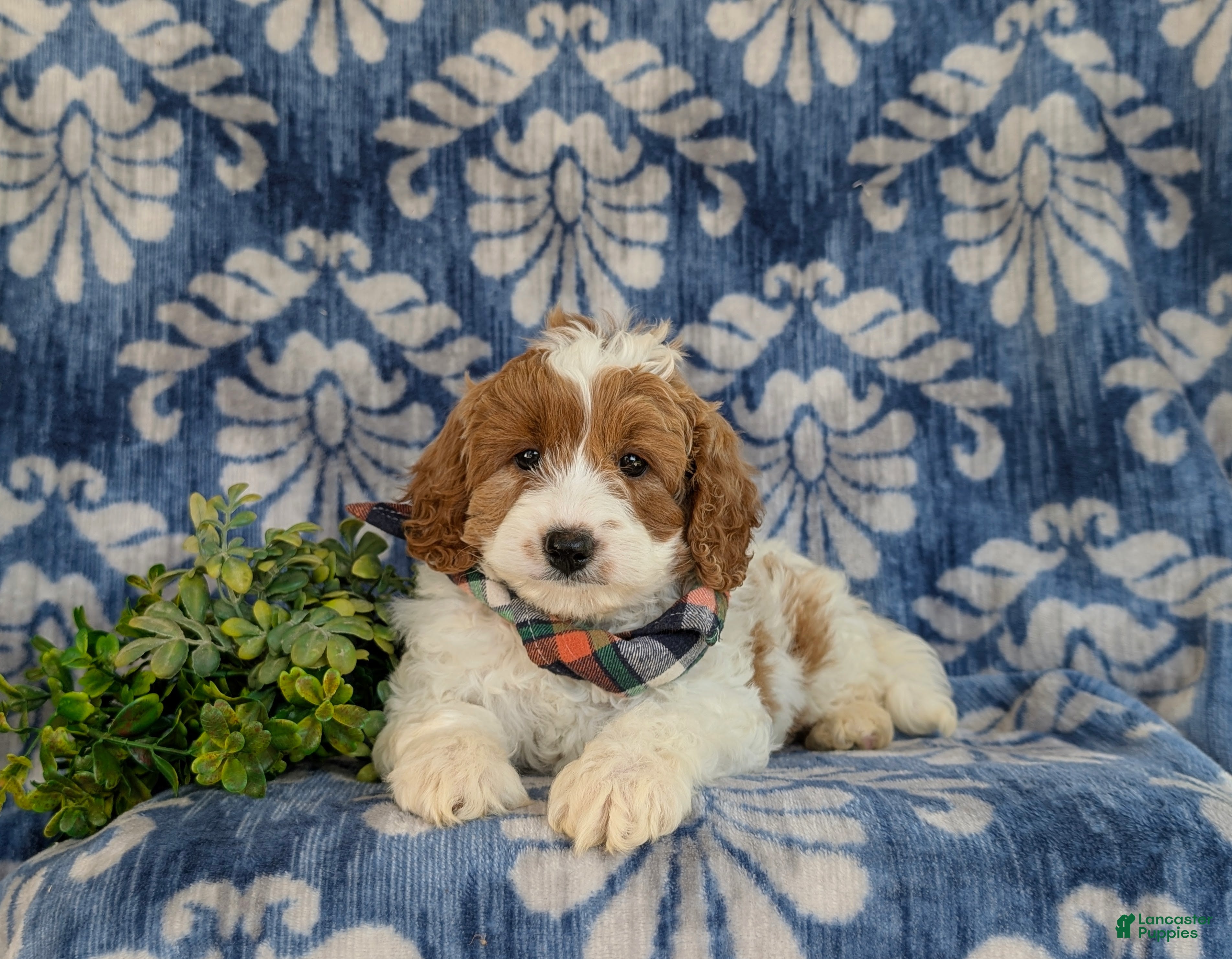 Cavapoo dogs for sale: Orlando Hypoallergenic - Ad 5