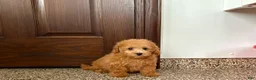 Maltipoo dogs for sale: Snickers  - Ad 5
