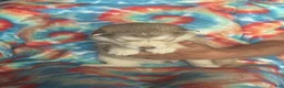 Alaskan Malamute dogs for sale: Alaskan Malamute 5 - Ad 13