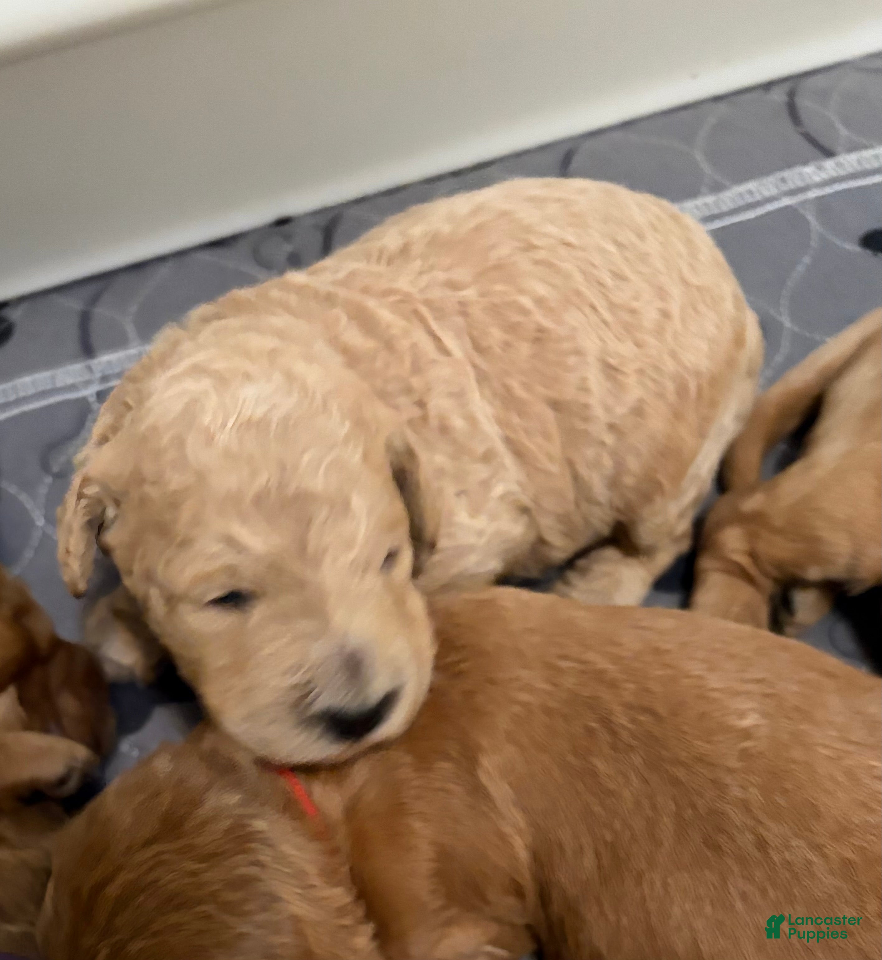 Goldendoodle dogs Cypress - Ad 1