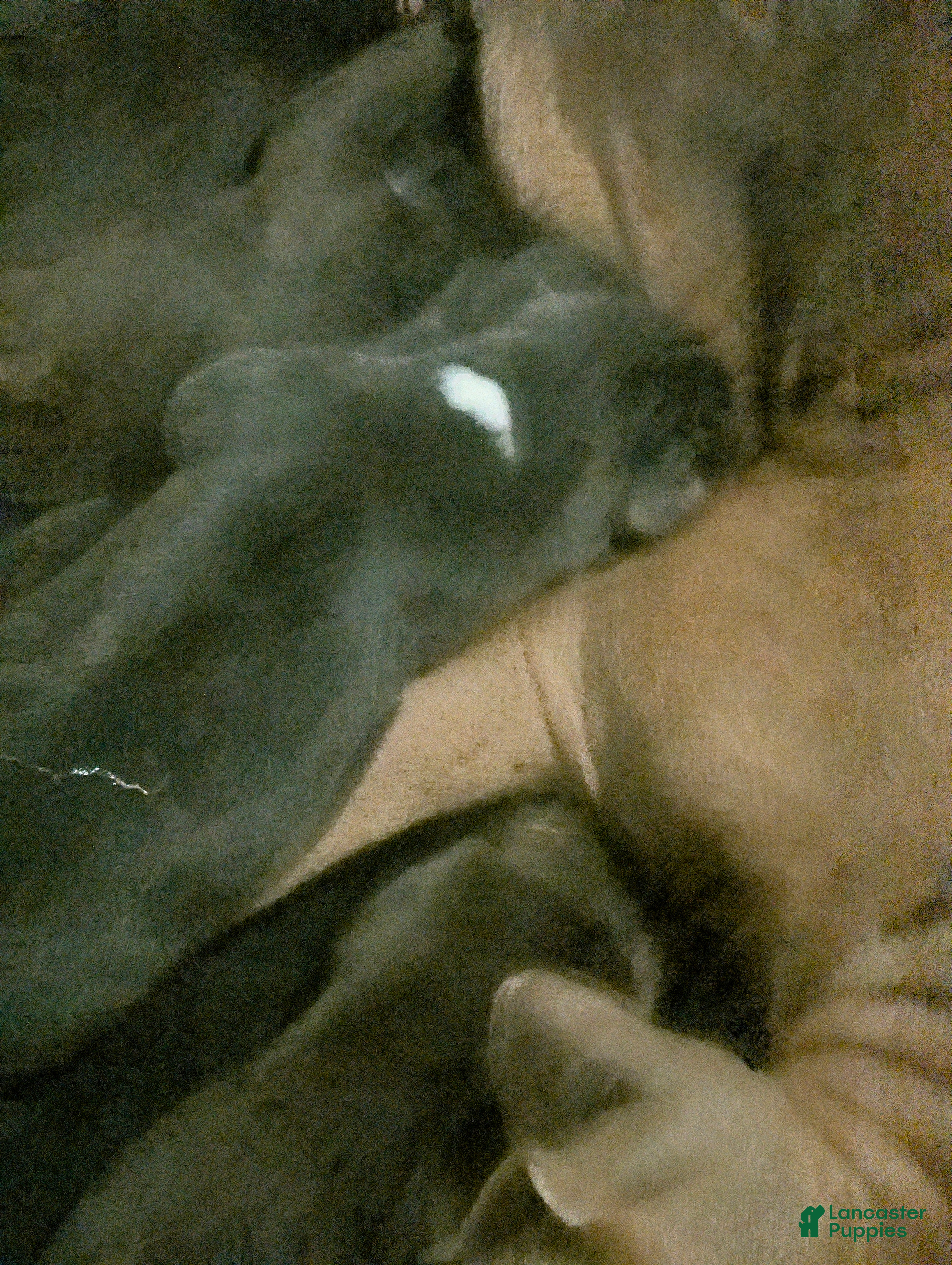 American Bully dogs for sale: American Bully 2 - Ad 39