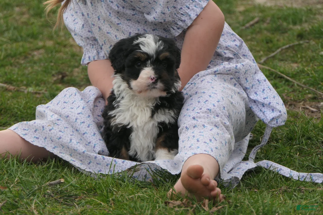 Mini Bernedoodle dogs for sale: Mini Bernedoodle Ranger - Ad 1