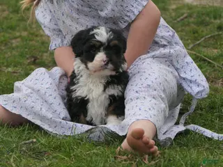 Mini Bernedoodle dogs for sale: Mini Bernedoodle Ranger - Ad 1