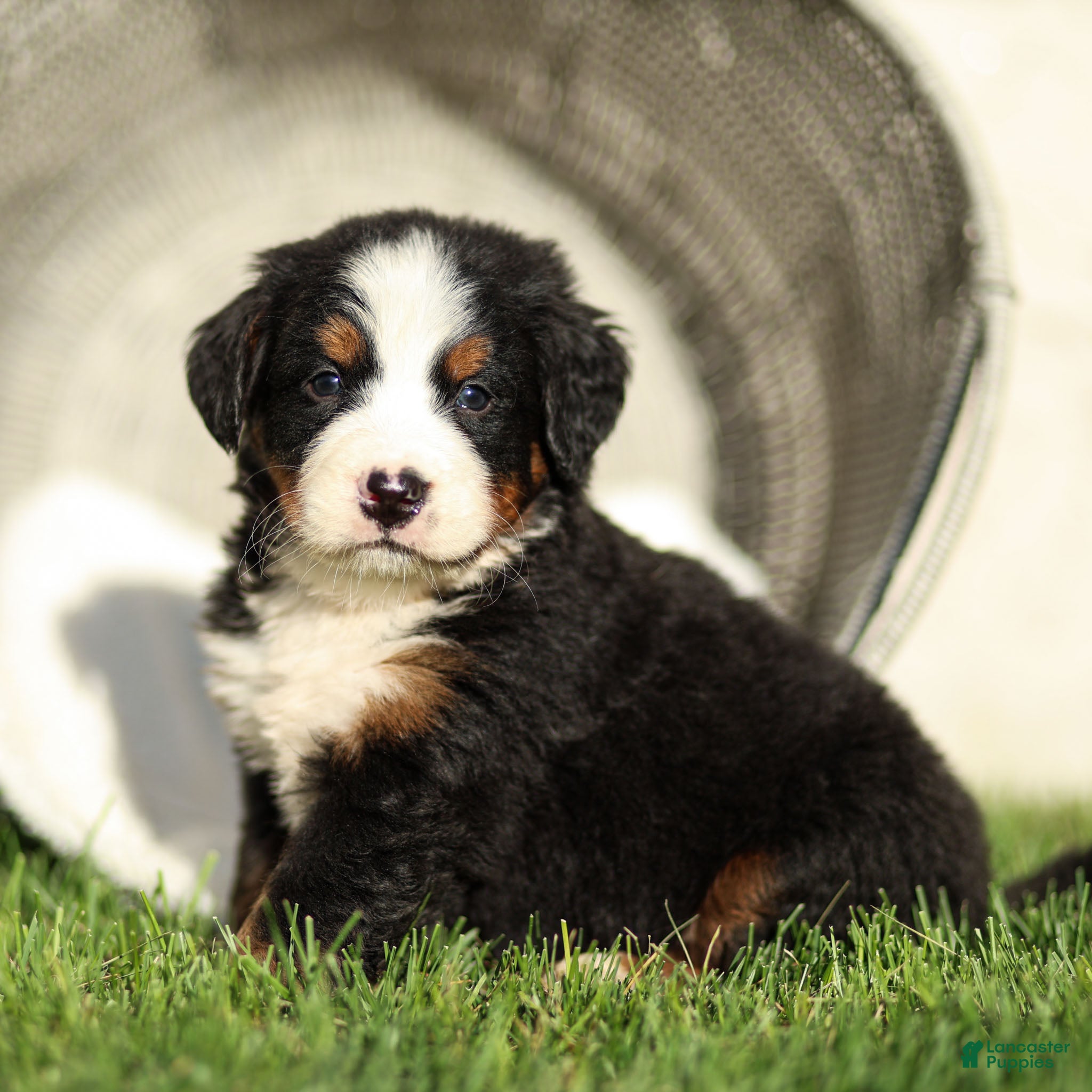 Bernese Mountain Dog dogs Jonah Bernese Mountain Dog  - Ad 2