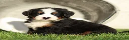 Bernese Mountain Dog dogs for sale: Jonah Bernese Mountain Dog  - Ad 2