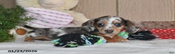 Miniature Dachshund dogs for sale: Lilly Grace - Ad 5