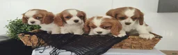 Cavalier King Charles Spaniel dogs for sale: Mike - Ad 22