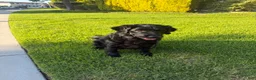 Mixed Breed dogs for stud: Stud Dog  - Ad 3