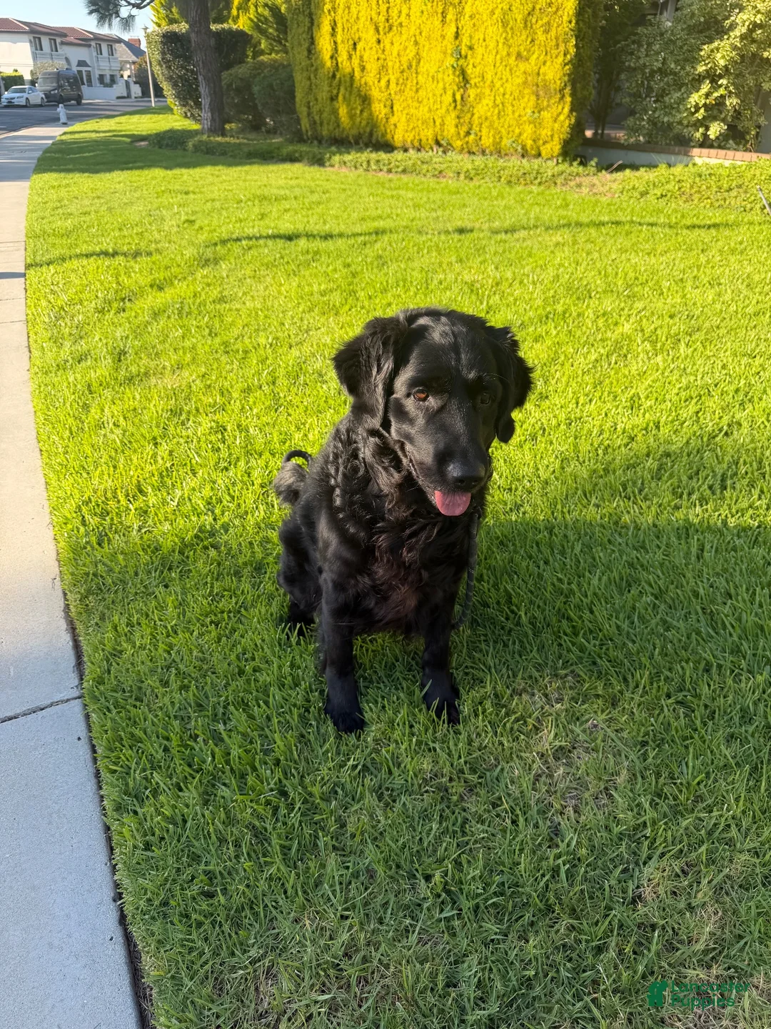 Mixed Breed dogs for stud: Stud Dog  - Ad 3