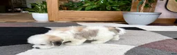 Mixed Breed dogs for sale: Lhasa/Maltese female 2 - Ad 13