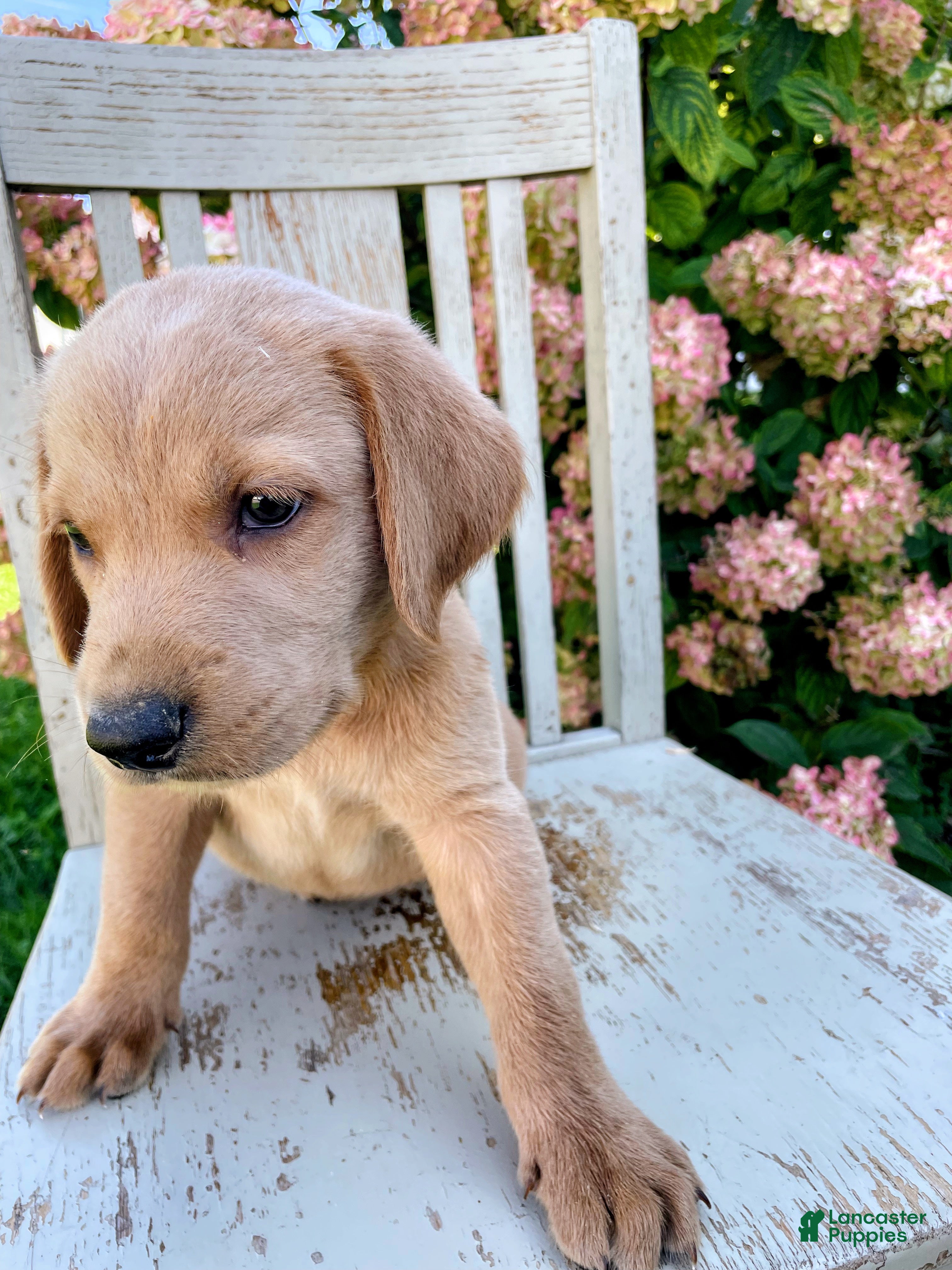Mixed Breed dogs Nigel - Ad 42