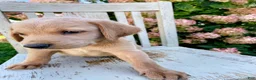 Mixed Breed dogs for sale: Nigel - Ad 1