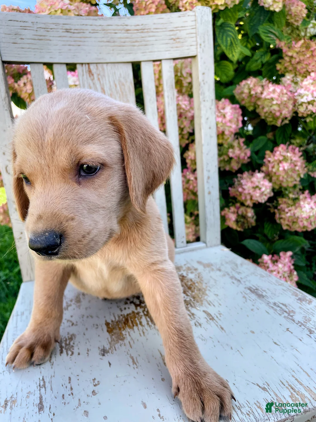 Mixed Breed dogs for sale: Nigel - Ad 1