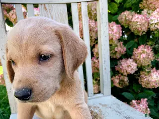 Mixed Breed dogs Nigel - Ad 42