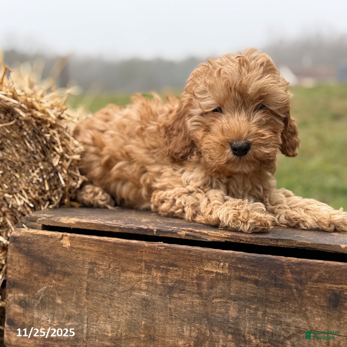 Irish Doodle dogs Frank  - Ad 10