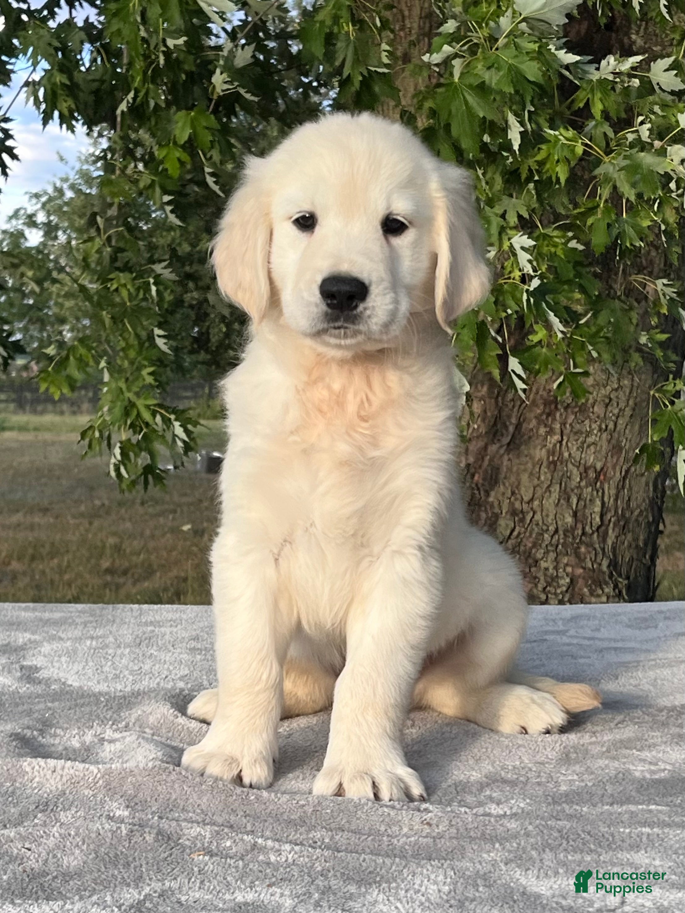 Golden Retriever dogs Biscuit - Ad 1