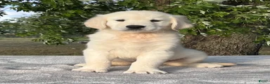 Biscuit
