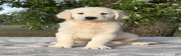 Golden Retriever dogs for sale: Biscuit - Ad 1