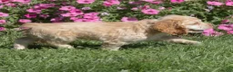 Cocker Spaniel dogs for sale: Louie Cocker Spaniel  - Ad 5