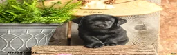 Labrador Retriever dogs for sale: Harper - Ad 4