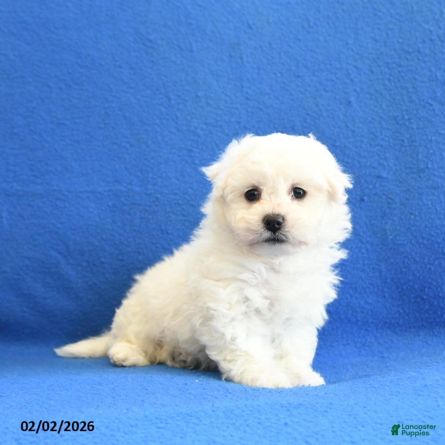 Bichon Frise dogs Freda - Ad 29
