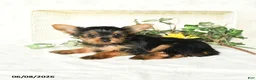 Yorkshire Terrier dogs for sale: Pearl - Ad 4