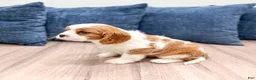 Cavalier King Charles Spaniel dogs for sale: Vinnie - Ad 4