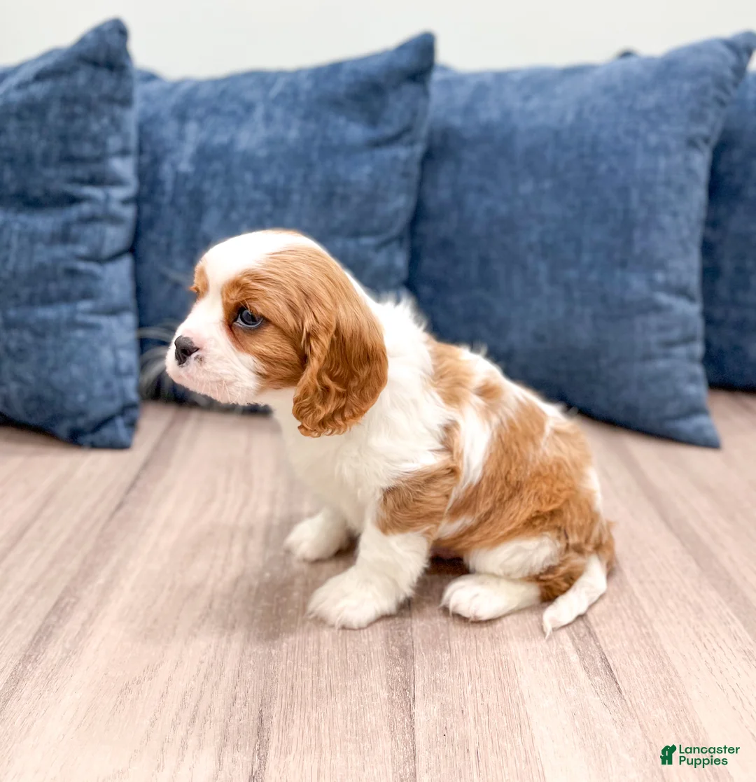 Cavalier King Charles Spaniel dogs for sale: Vinnie - Ad 4