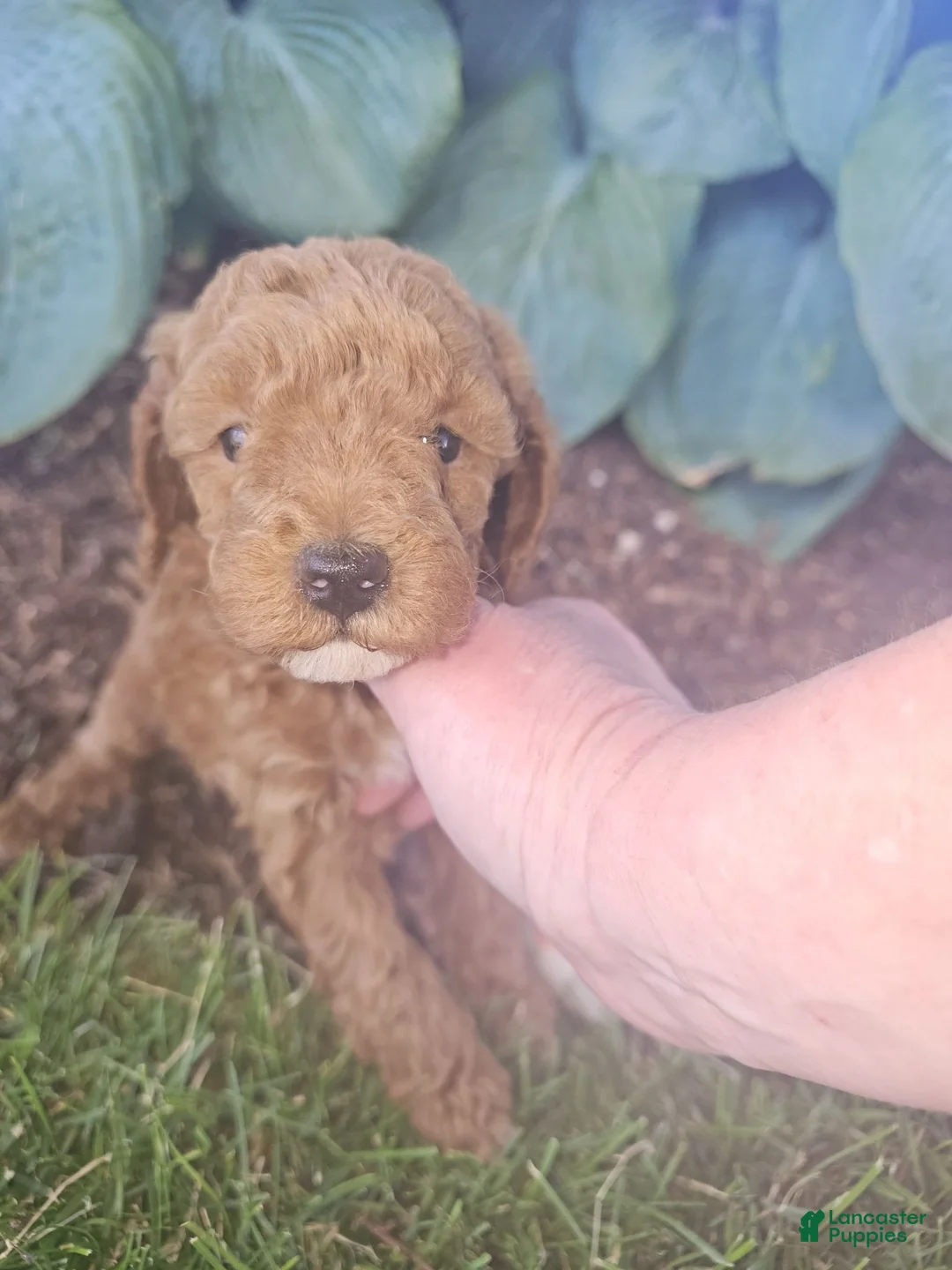 Toy Poodle dogs for sale: 🐶🐾Oliver- AKC POTTY and Crate TRAINING 917-656-3567 (text) - Ad 1