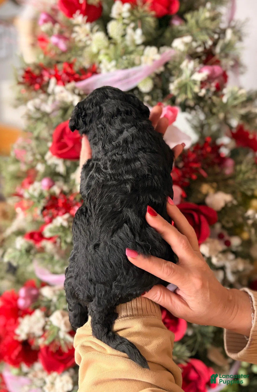 Goldendoodle dogs for sale: Goldendoodle Puppy 1 - Ad 2