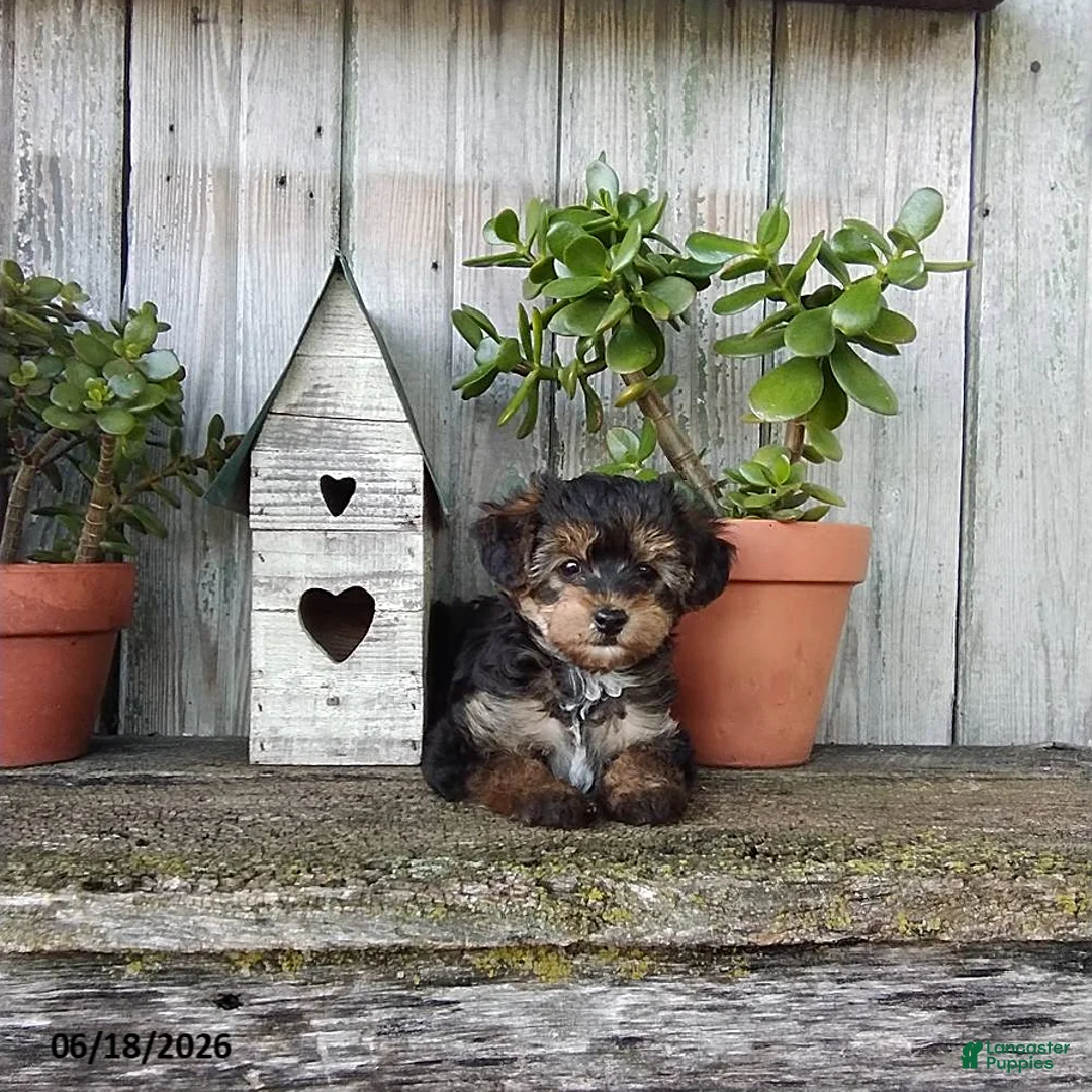 Yorkiepoo dogs for sale: Lily - Ad 5