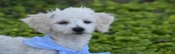 Bichpoo dogs for sale: Bichpoo 1 - Ad 3