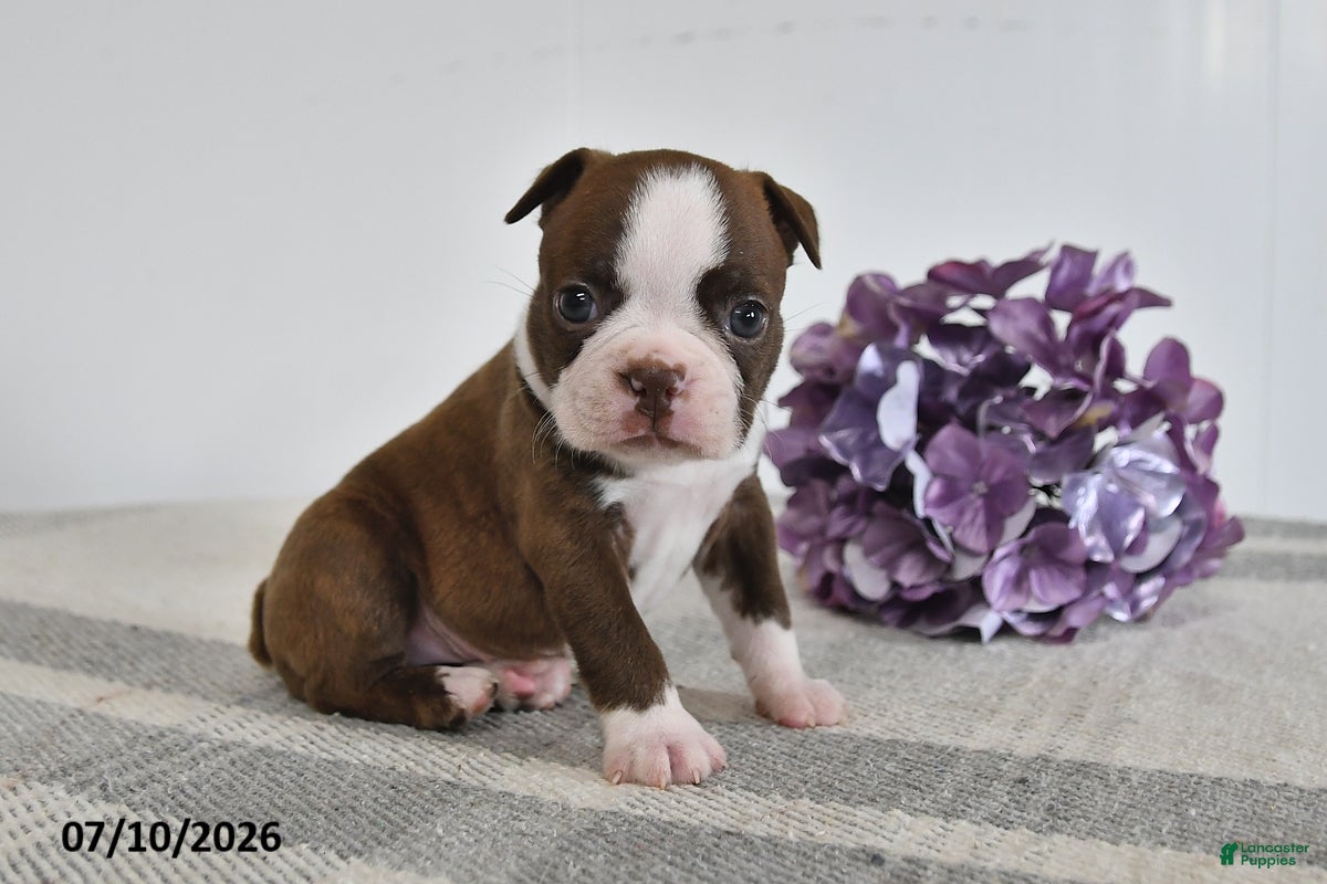 Boston Terrier dogs Genni - Ad 1