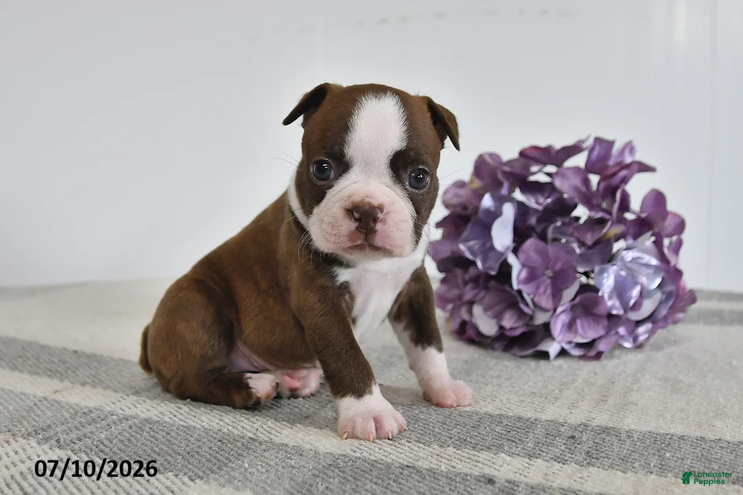 Boston Terrier dogs for sale: Genni - Ad 1