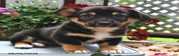Welsh Corgi Pembroke dogs for sale: Destiny - Ad 4