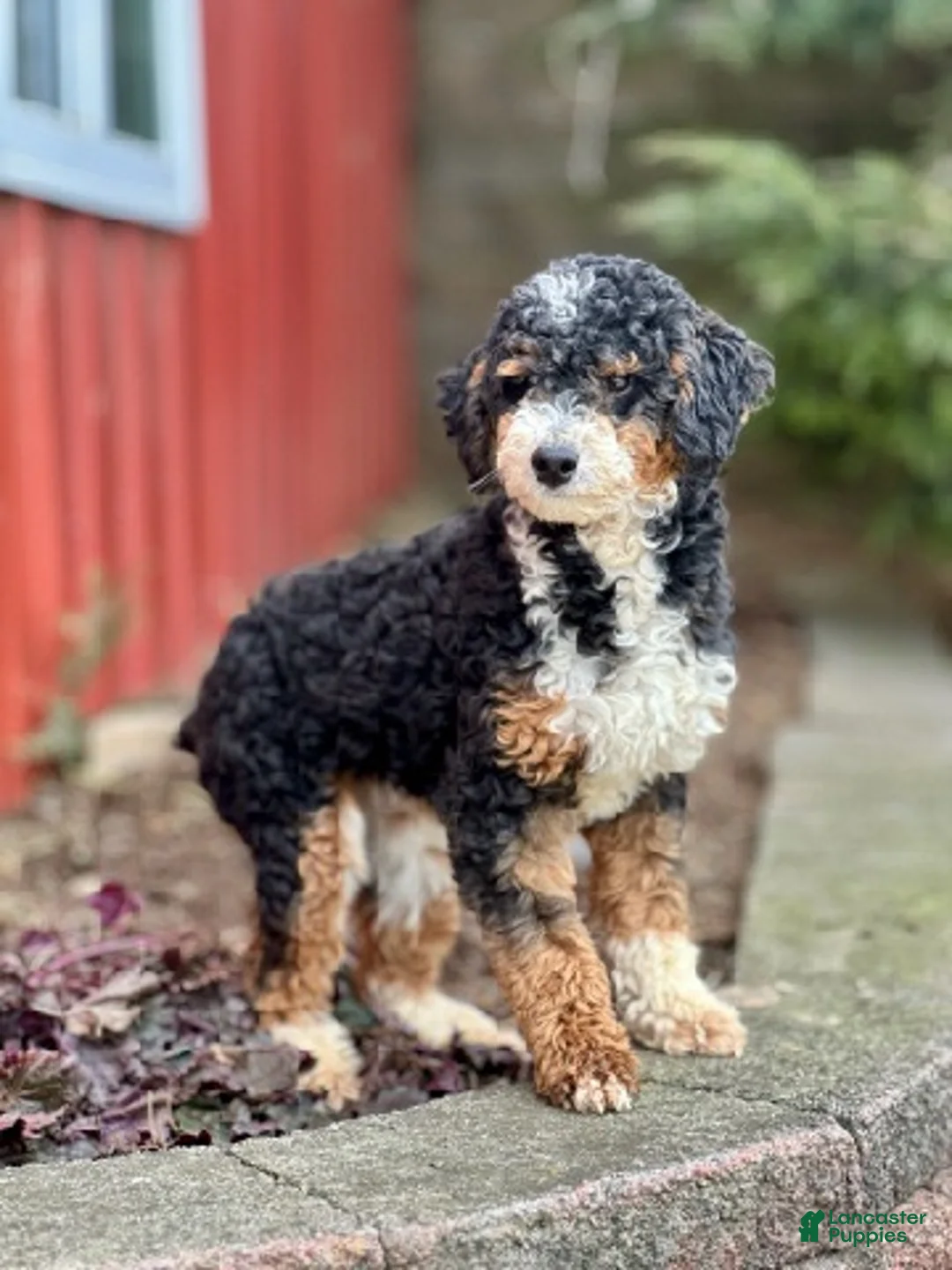 Cavapoo dogs for sale: Bella - Ad 4