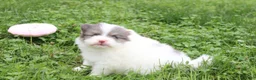 Pomeranian dogs for sale: Flora - Ad 10