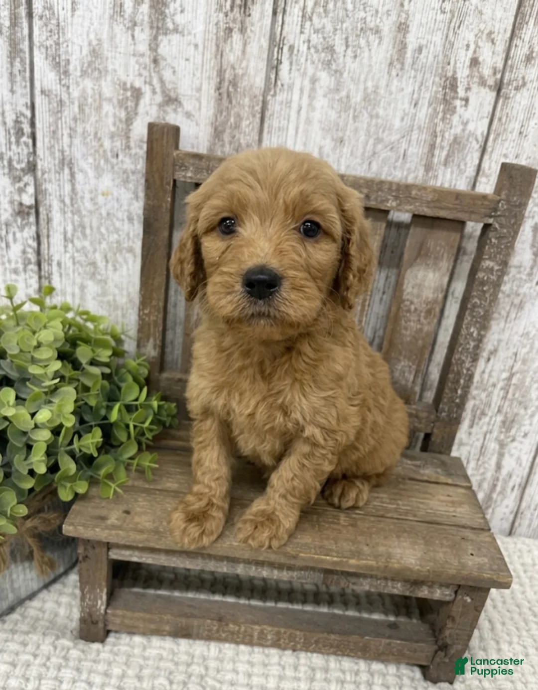 Goldendoodle dogs for sale: Goldendoodle 1 - Ad 1