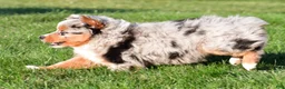 Miniature Australian Shepherd dogs for sale: Anika - Ad 10