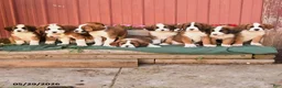 Mixed Breed dogs for sale: Klaus - Ad 3