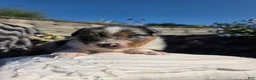 Australian Shepherd dogs for sale: Cody - Ad 7
