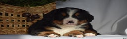 Bernese Mountain Dog dogs for sale: Rowdy - Ad 7