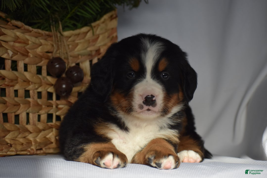 Bernese Mountain Dog dogs for sale: Rowdy - Ad 7