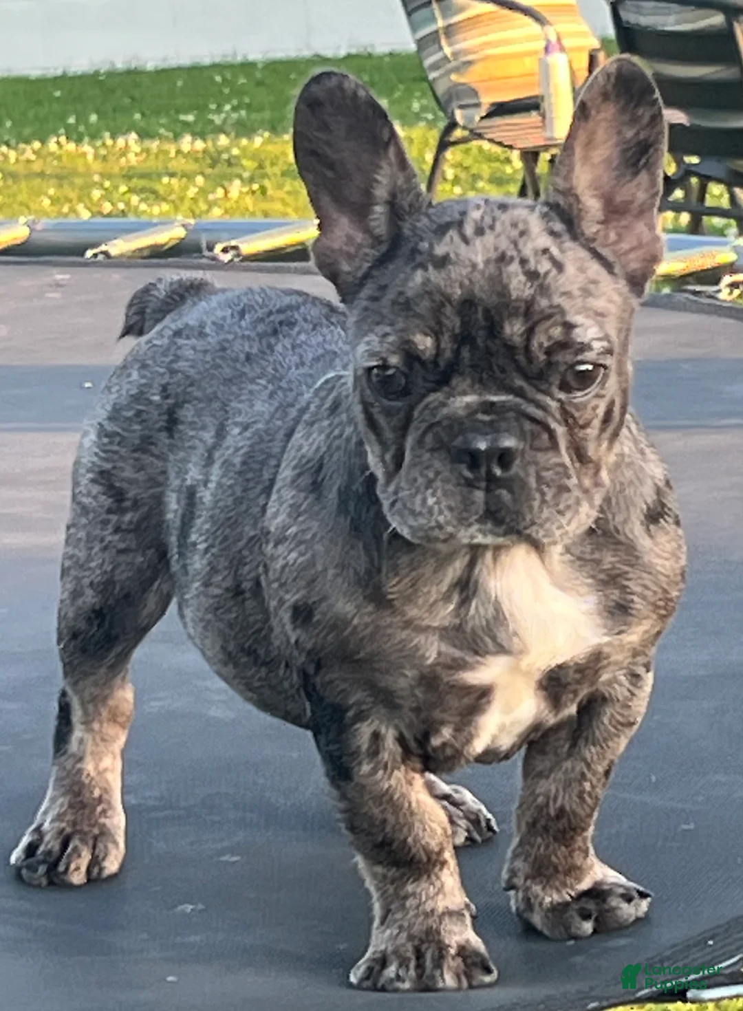 French Bulldog dogs for sale:  Figgy - Ad 1
